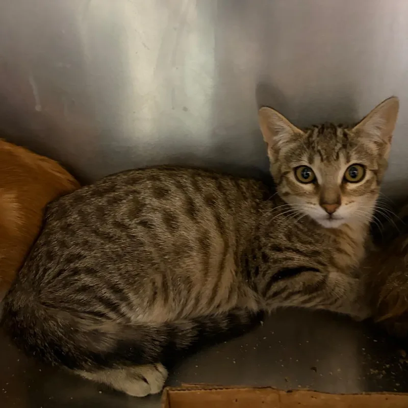 A baby small-sized female Brown / Chocolate Domestic Short Hair cat named Miss Stinkerton for adoption in Westminster, CA