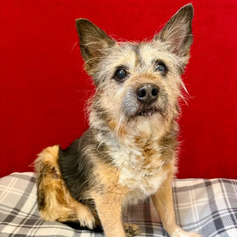 A senior medium-sized female Brown / Chocolate Mixed Breed dog named Sassy for adoption in Pekin, IL