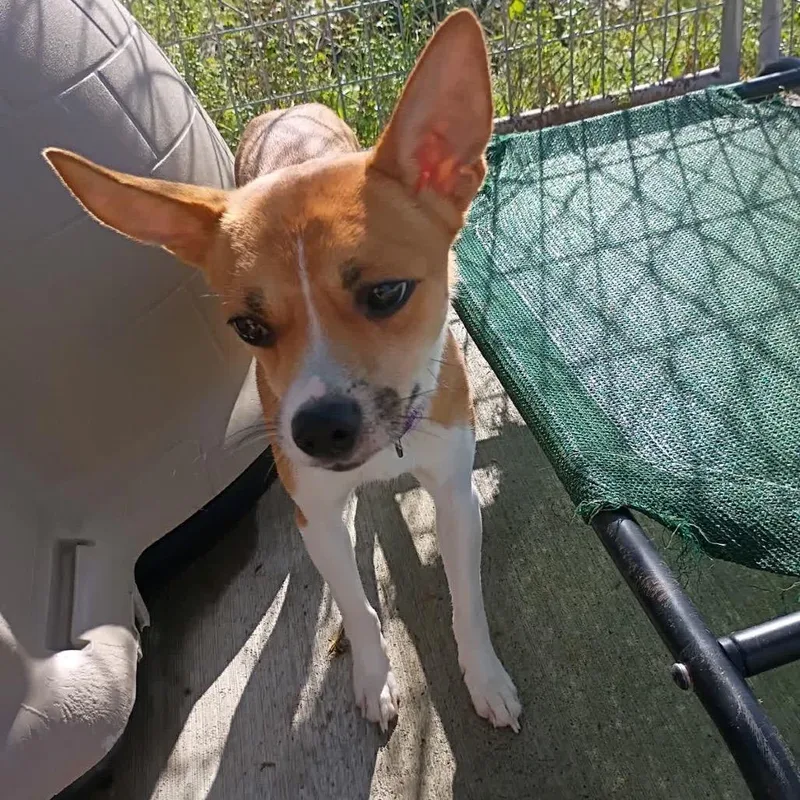 A young small-sized male Yellow / Tan / Blond / Fawn Jack Russell Terrier dog named Rocky for adoption in Uniontown, PA