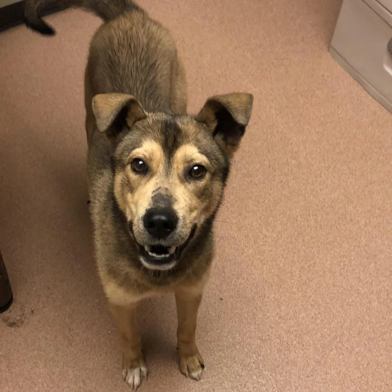A senior large-sized male Brown / Chocolate Mixed Breed dog named Straythomasonave for adoption in Columbus, GA