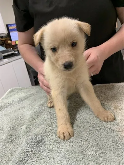 A baby medium-sized female Husky dog named Lucia for adoption in Fairbanks, AK