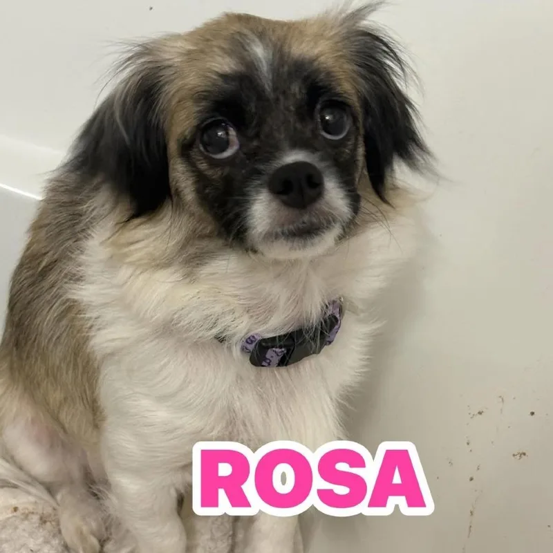 Rosa