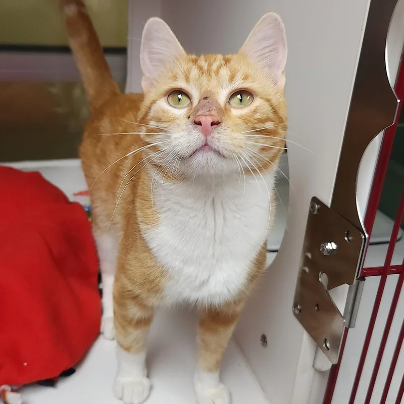 An adult medium-sized male Tabby (Orange / Red) Domestic Short Hair cat named Badger for adoption in Marshfield, WI