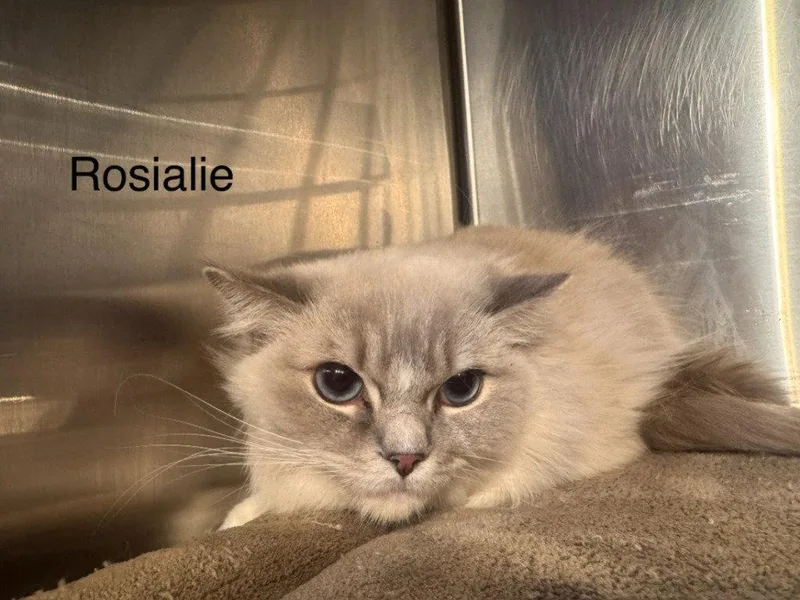 An adult small-sized female Ragdoll cat named Rosalie for adoption in Saint George, UT
