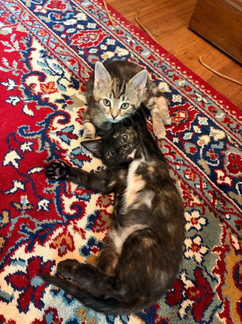 A baby small-sized female Tortoiseshell Domestic Short Hair cat named Petal for adoption in Raleigh, NC