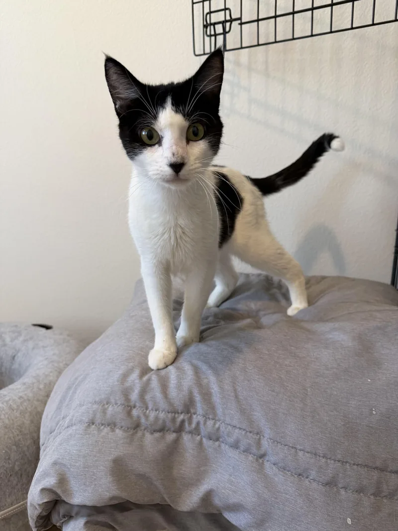 A young medium-sized female American Shorthair cat named Snow White for adoption in Mission Viejo, CA