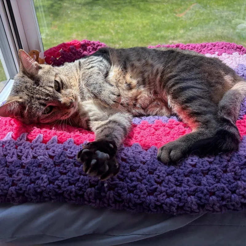 A young medium-sized male Brown / Chocolate Domestic Short Hair cat named Warren for adoption in Boston, MA