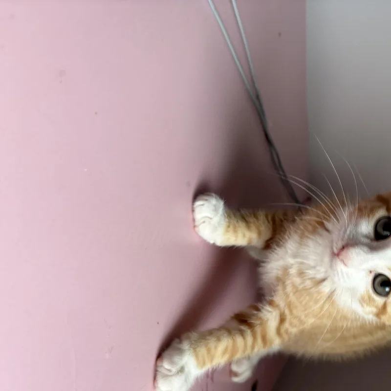 A baby medium-sized male Orange & White Tabby cat named Scout for adoption in Roslyn Heights, NY