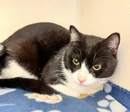 An adult medium-sized male Domestic Short Hair cat named Braxton for adoption in Bowling Green, KY