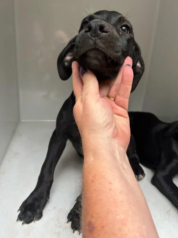 A young small-sized male Black Labrador Retriever dog named Steveo for adoption in Mobile, AL