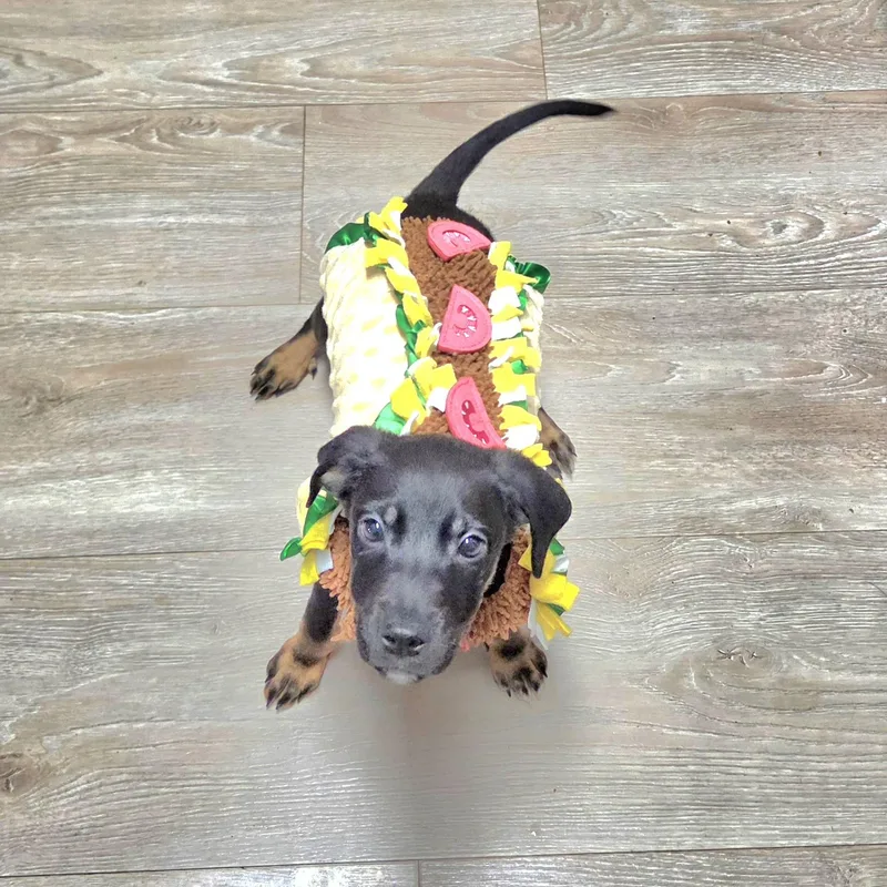 A baby large-sized female Black German Shepherd Dog dog named Nacho for adoption in Wyandotte, MI