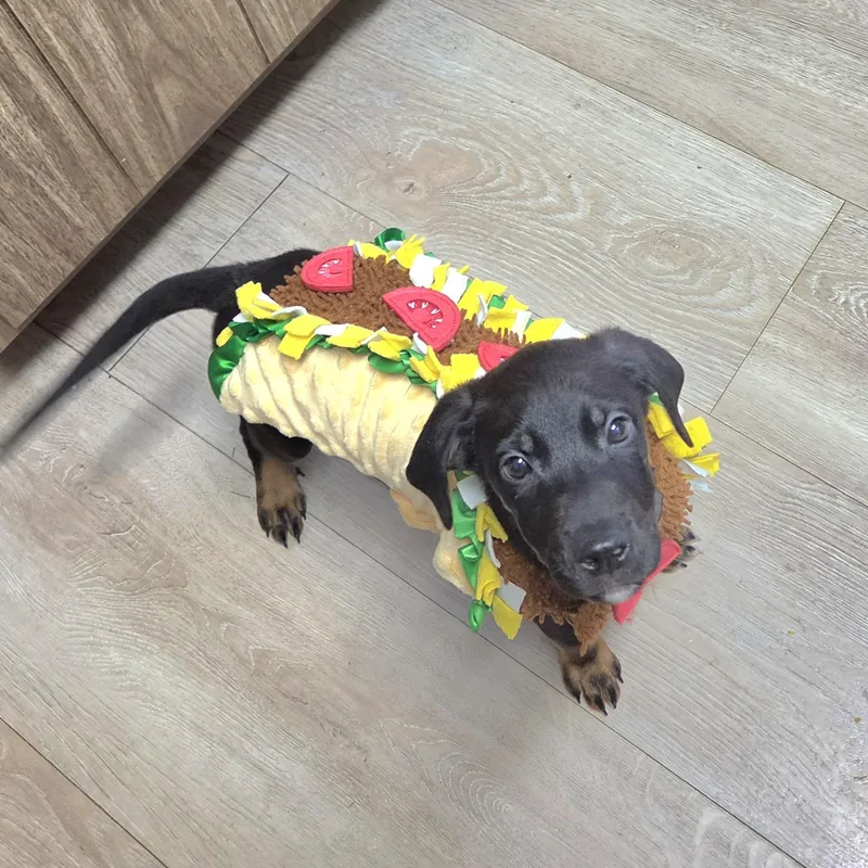 Nacho thumbnail 3