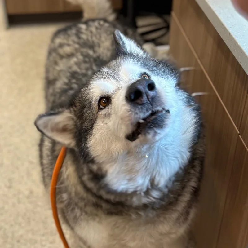 Kenai