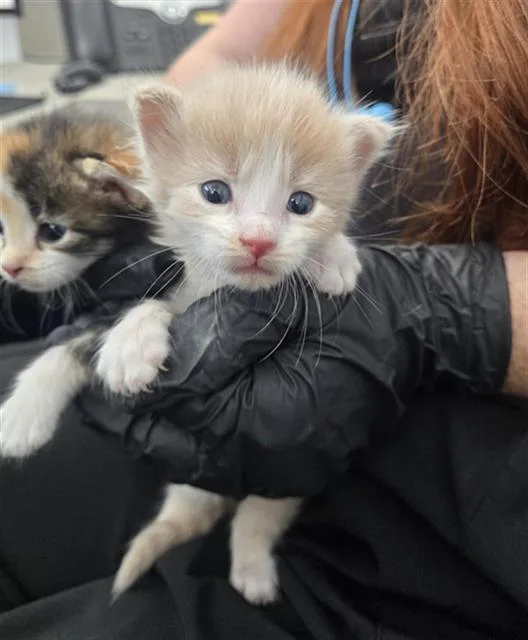 A baby medium-sized male Domestic Long Hair cat named Sunrise for adoption in Dallas, TX
