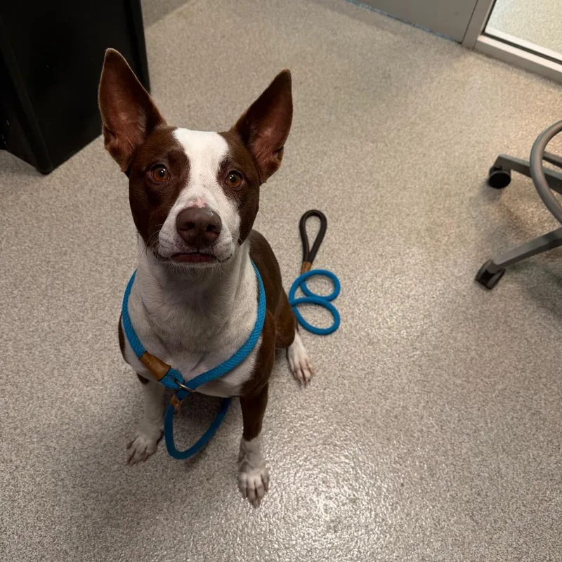 An adult medium-sized female Brown / Chocolate Basenji dog named Lulu for adoption in Englewood, FL
