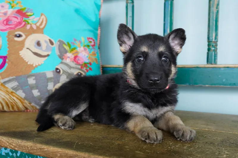 A baby medium-sized female Bicolor German Shepherd Dog dog named Button for adoption in San Antonio, TX
