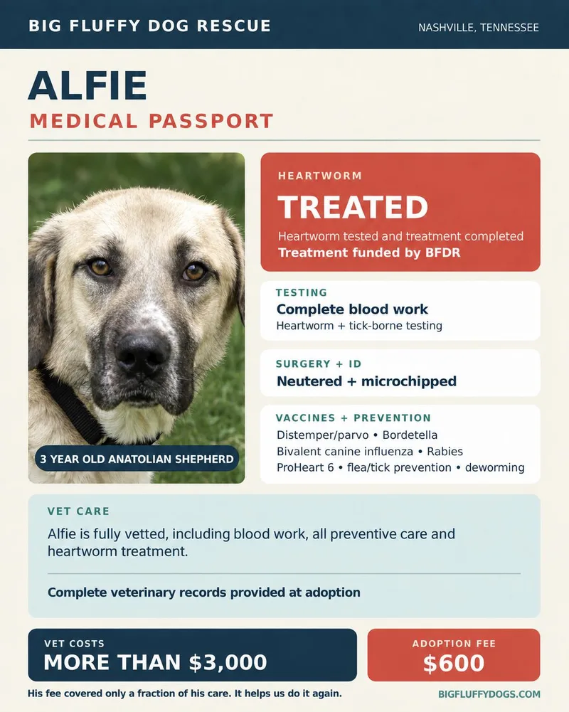 Alfie