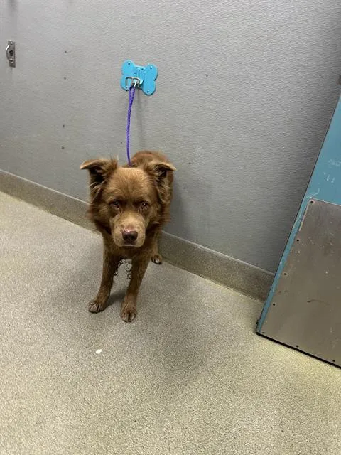 An adult large-sized male Golden Retriever dog named Zach for adoption in Las Vegas, NV