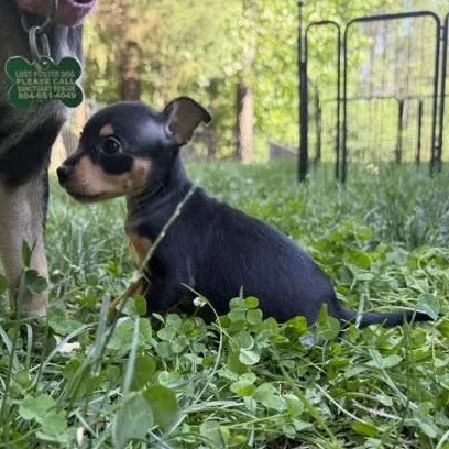 A baby small-sized female Black Chihuahua dog named Mae for adoption in Midlothian, VA