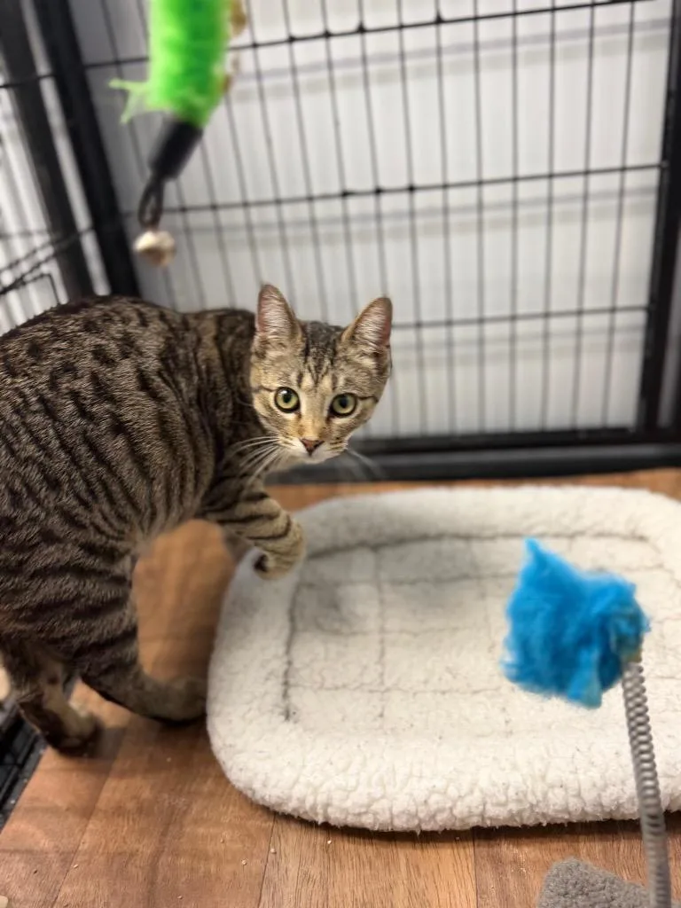 A baby medium-sized female Domestic Short Hair cat named Coco for adoption in Algona, IA