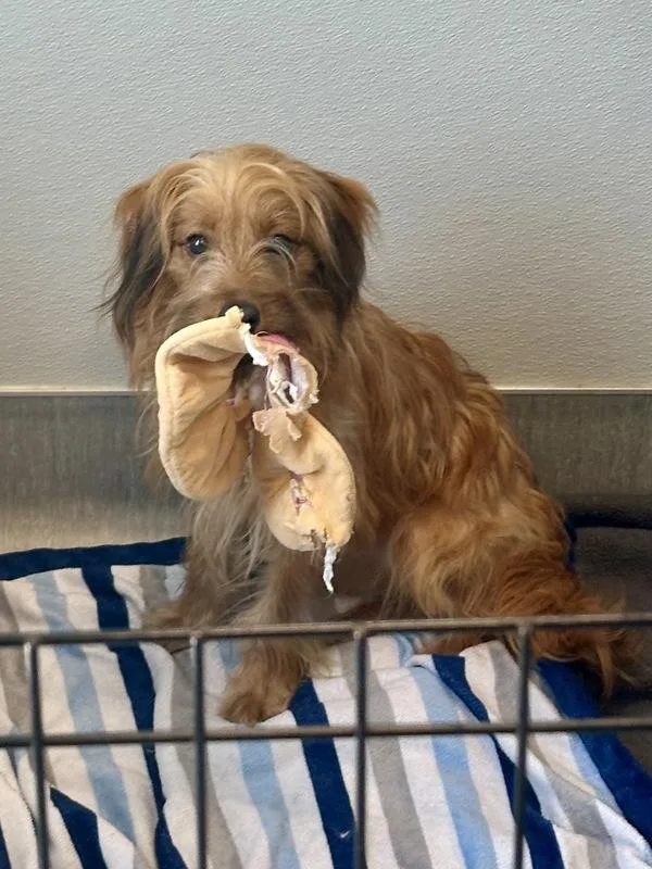 A young small-sized female Wirehaired Terrier dog named Amor for adoption in San Diego, CA