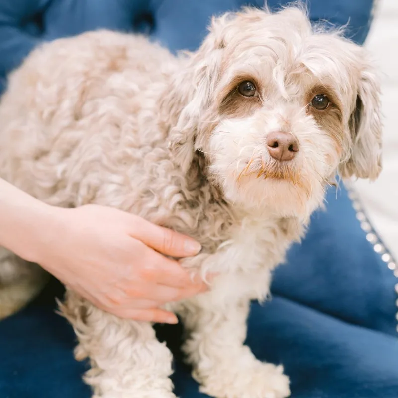 An adult small-sized female Havanese dog named Payson's Crest for adoption in Zionsville, IN