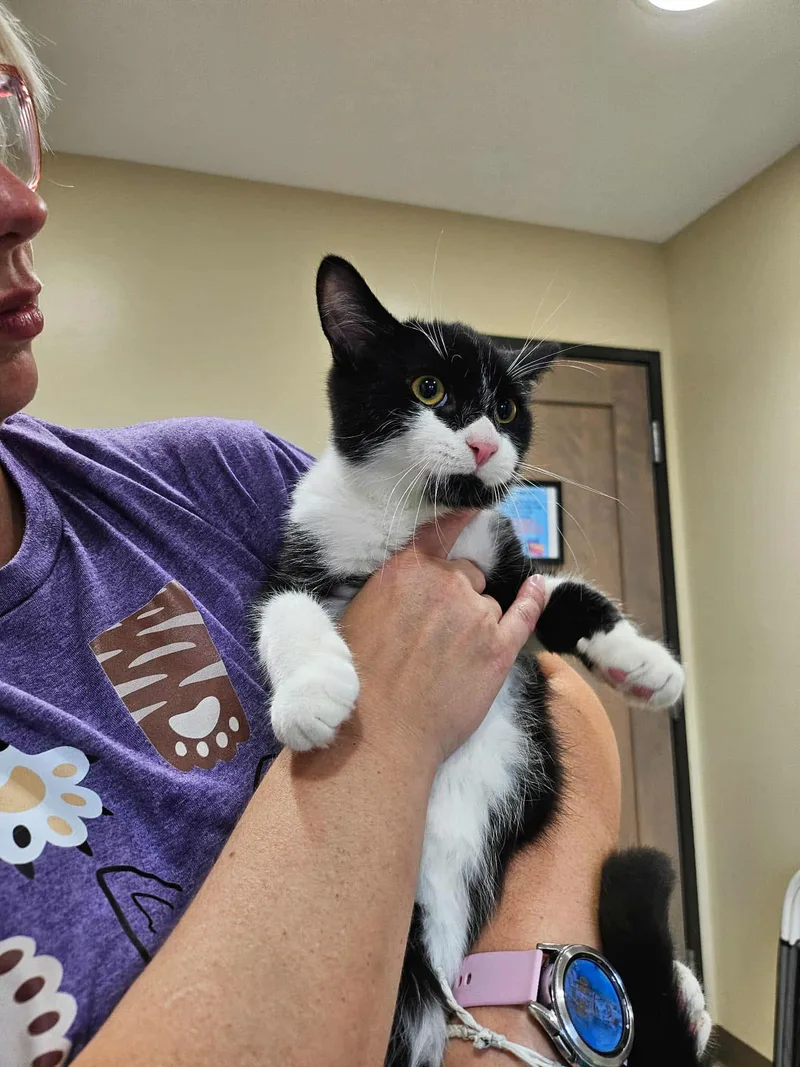 A baby small-sized male Black & White / Tuxedo Domestic Short Hair cat named Mask for adoption in Caseville, MI
