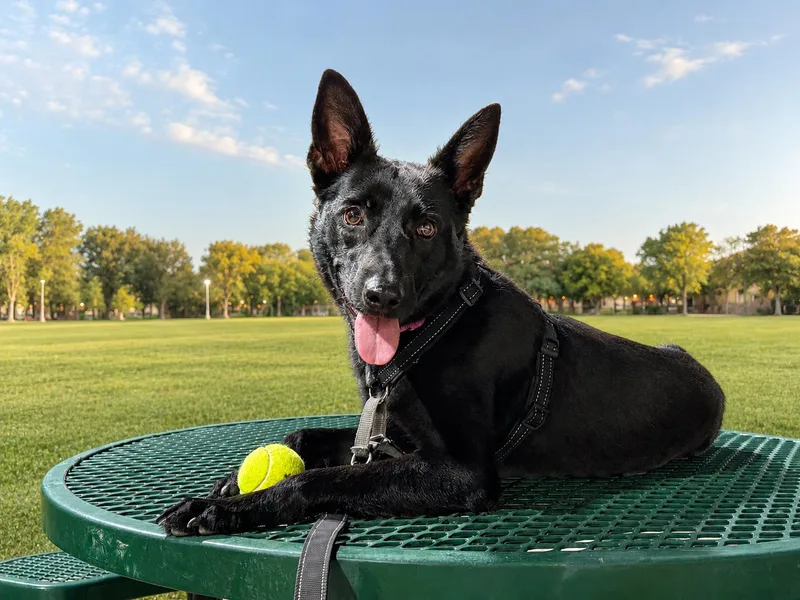 A young medium-sized female Black Dutch Shepherd dog named Suni for adoption in FORT LAUDERDALE, FL