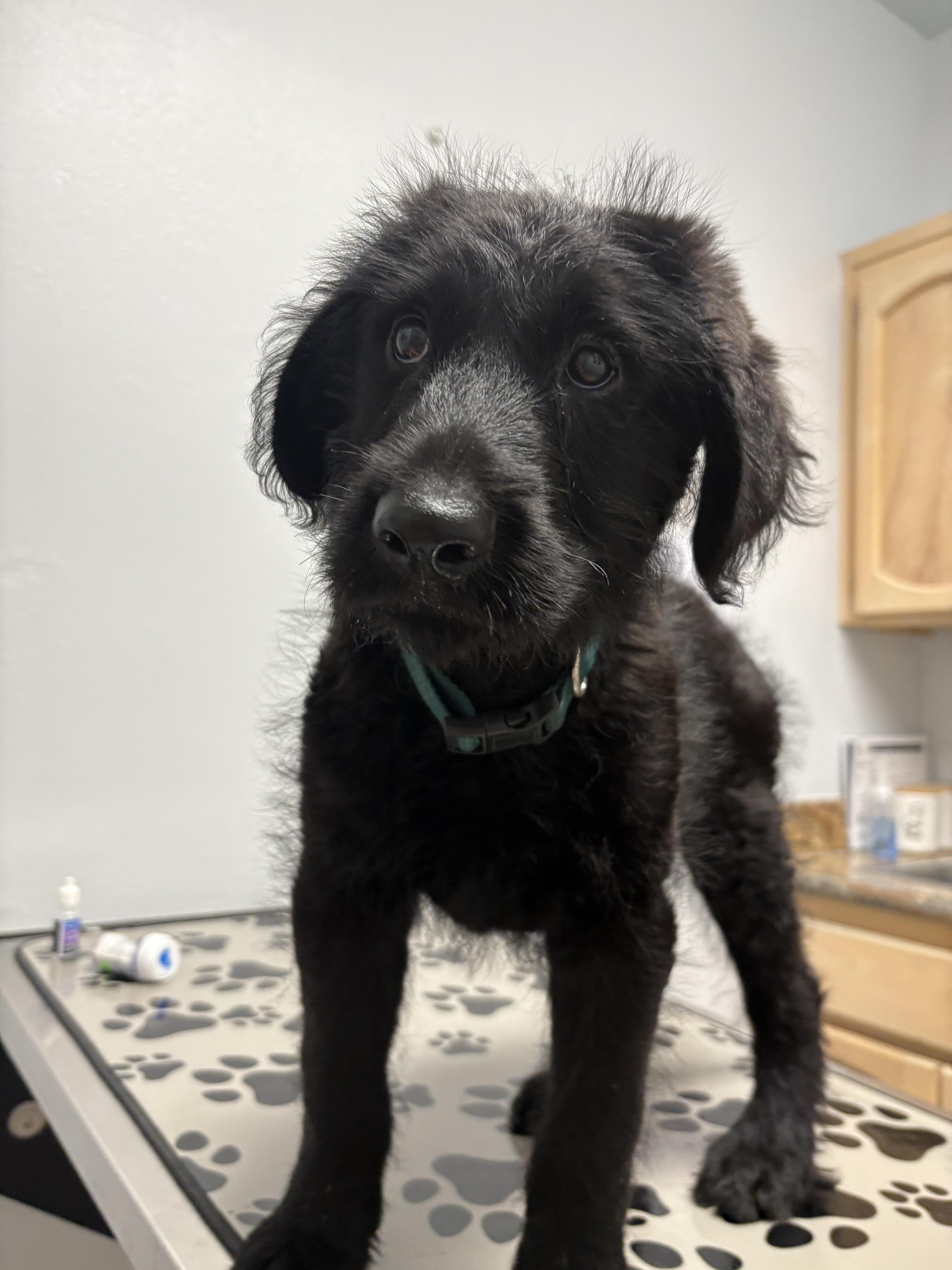 A baby small-sized male Labrador Retriever dog named Remi for adoption in Discovery Bay, CA