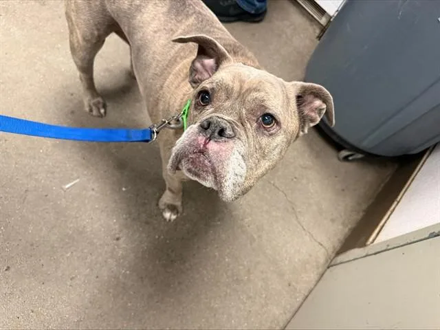 An adult medium-sized female American Bulldog dog named Brindle for adoption in Tucson, AZ
