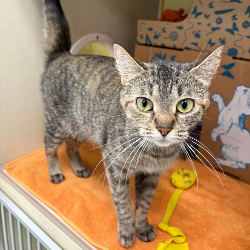 An adult medium-sized female Brown / Chocolate Domestic Short Hair cat named Mila for adoption in West Olive, MI