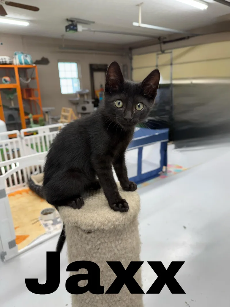 Jaxx thumbnail 4