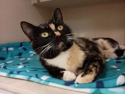 A young small-sized female Black Domestic Short Hair cat named Helen for adoption in Sacramento, CA