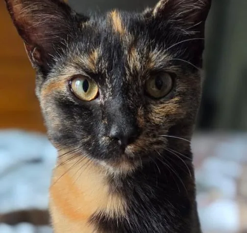 A baby medium-sized female Calico cat named Coco for adoption in Johnson City, TN
