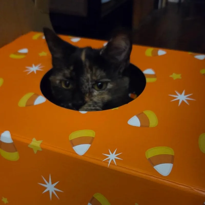 Coco thumbnail 5