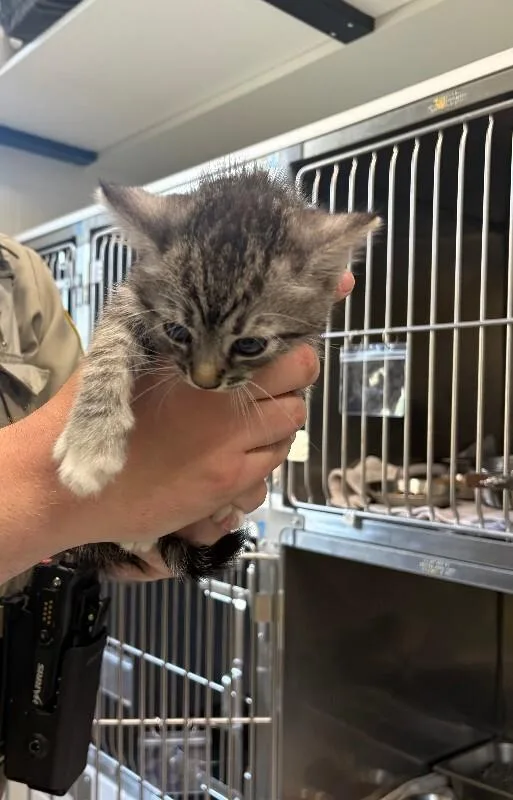 A young medium-sized female Tabby (Brown / Chocolate) Domestic Short Hair cat named Biscuit for adoption in Providence Forge, VA