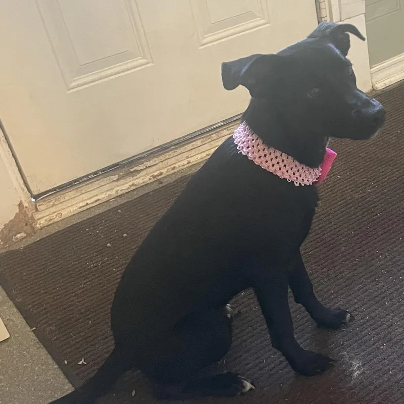 A baby medium-sized female Black Australian Shepherd dog named Libby for adoption in Metamora, MI