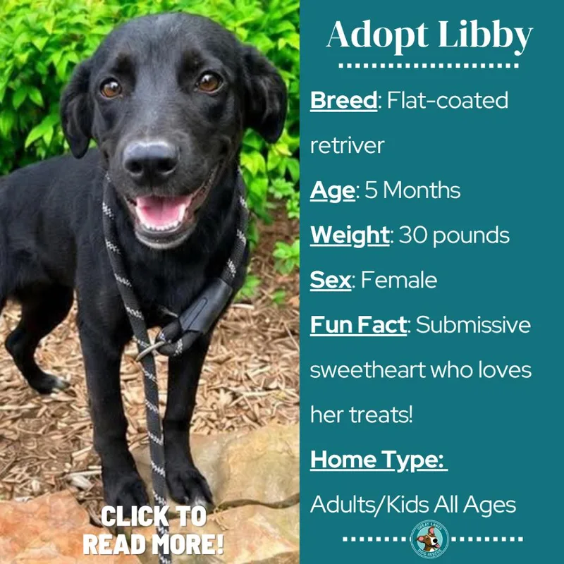 Libby thumbnail 4