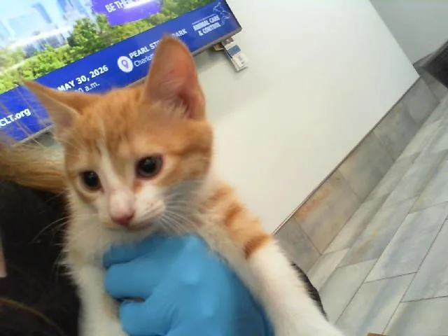A baby small-sized female Domestic Short Hair cat named Syrinx for adoption in Charlotte, NC