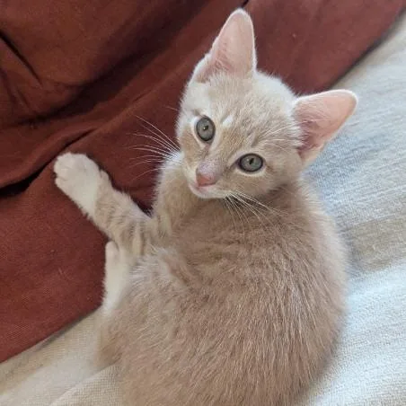 A baby small-sized male Buff / Tan / Fawn Domestic Short Hair cat named Bishop for adoption in Reisterstown, MD