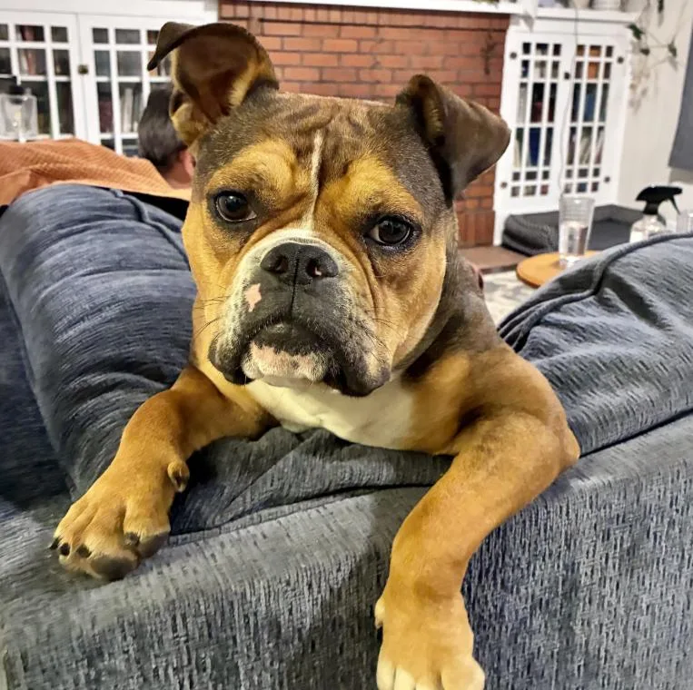 An adult medium-sized female Brown / Chocolate Bulldog dog named Bubbles for adoption in Mead, CO