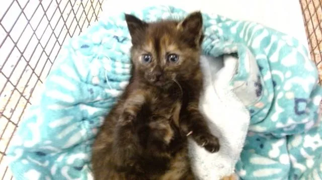 A young small-sized female Domestic Short Hair cat named Amilia for adoption in Miami, FL