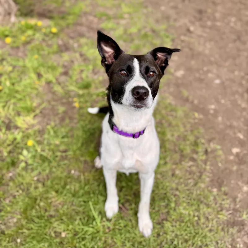 A young medium-sized female Black Border Collie dog named Coco for adoption in Midland, MI