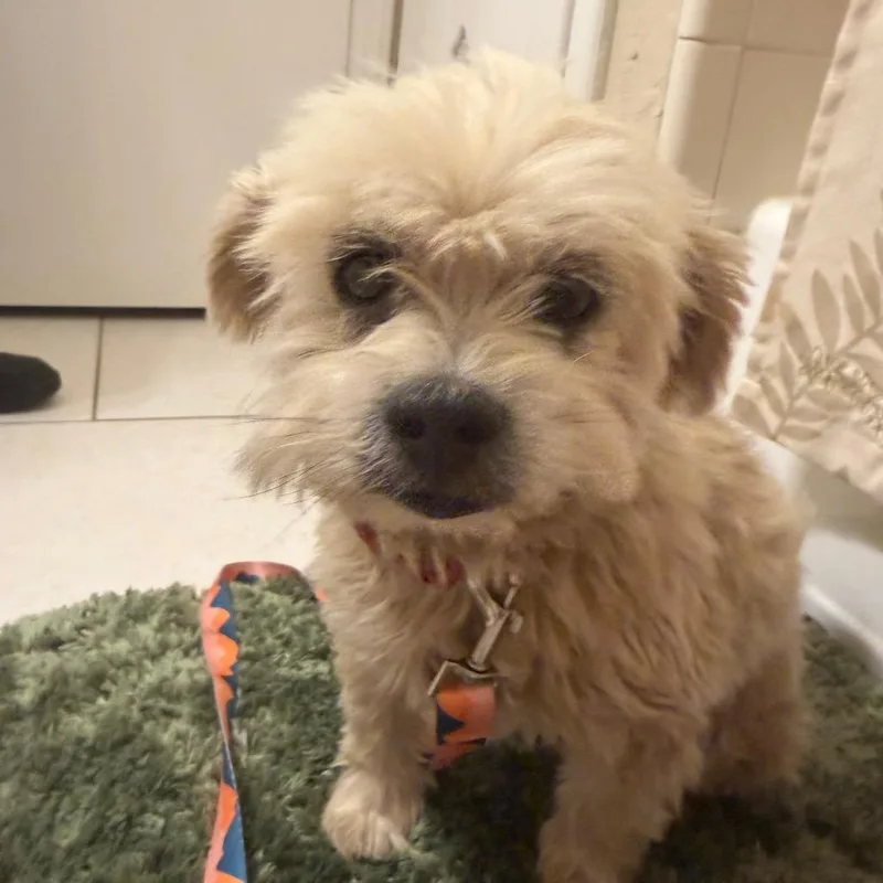 A senior small-sized male Shih Tzu dog named Owen C for adoption in Oklahoma City, OK