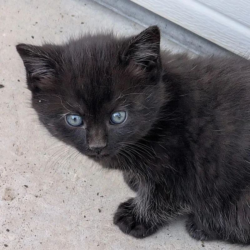 A baby small-sized female Black Domestic Medium Hair cat named Delilah for adoption in Grantsville, UT