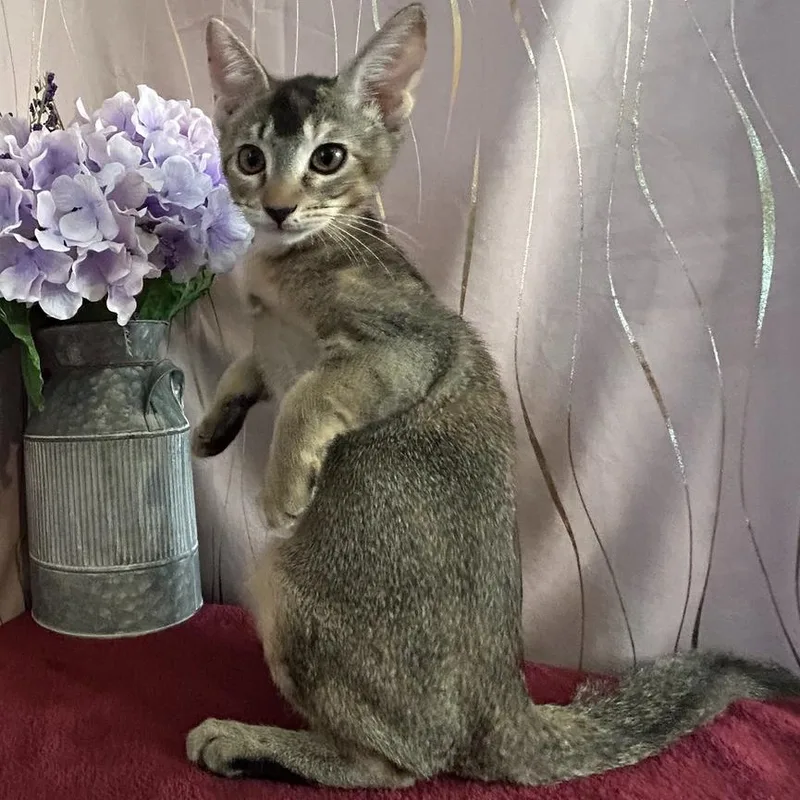 A baby small-sized female Brown / Chocolate Domestic Short Hair cat named Catniss for adoption in Long Beach, MS