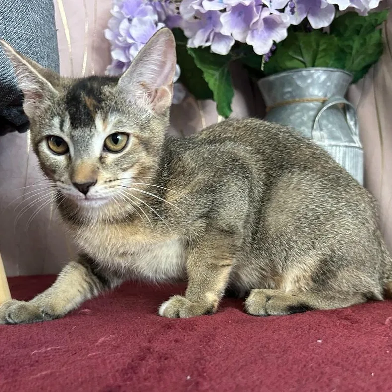 Catniss thumbnail 4