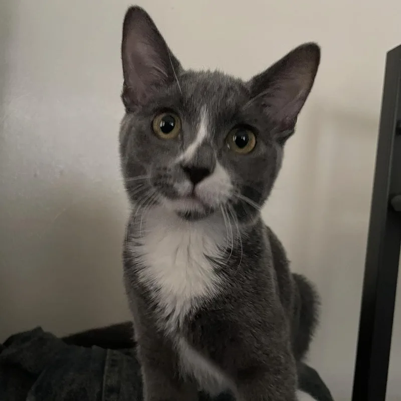 A baby medium-sized female Gray / Blue / Silver Domestic Short Hair cat named Serephina for adoption in Omaha, NE