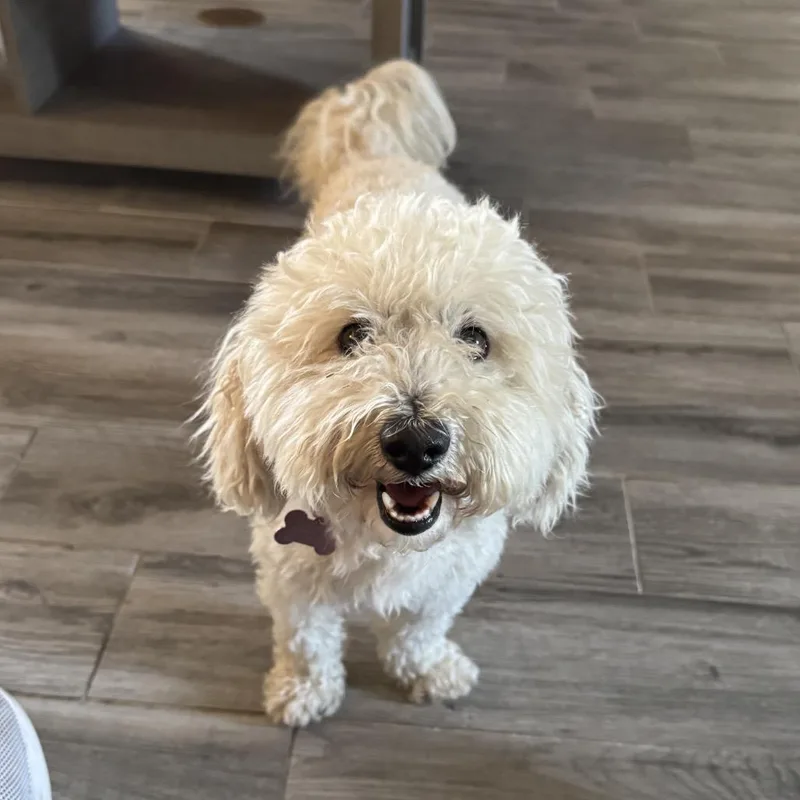 A senior small-sized male White / Cream Bichon Frise dog named John Doe for adoption in Carencro, LA