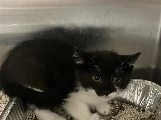 A baby small-sized male Domestic Short Hair cat named Josiah for adoption in Tustin, CA